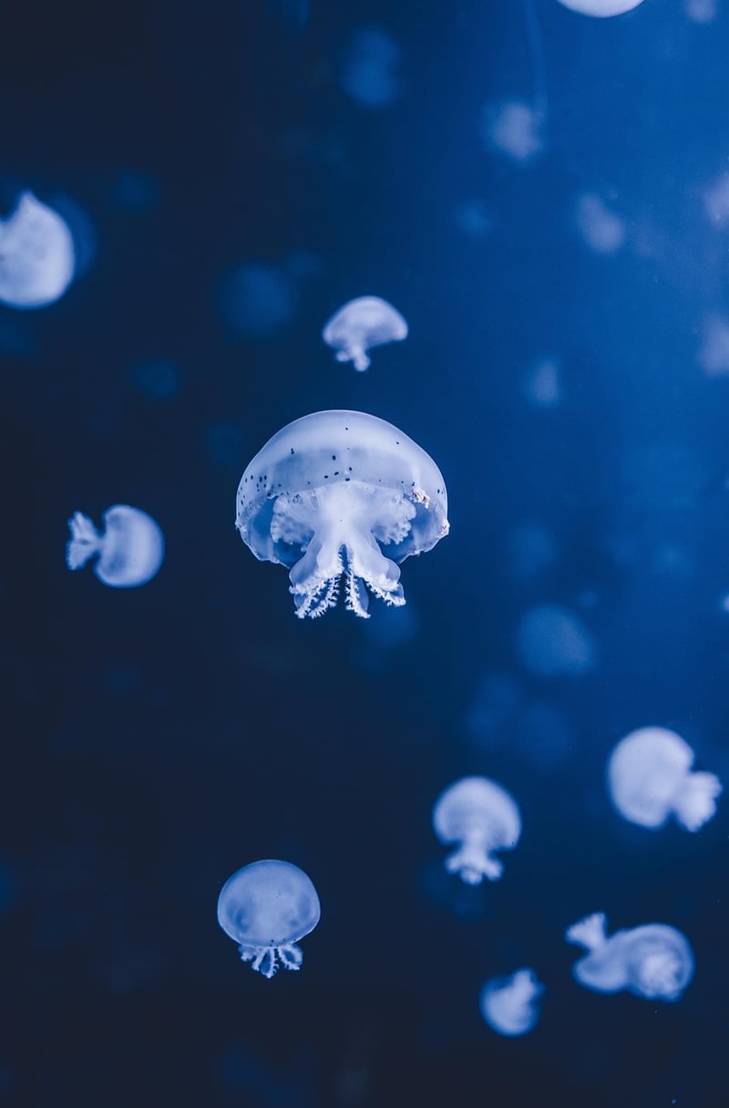 Underwater World
