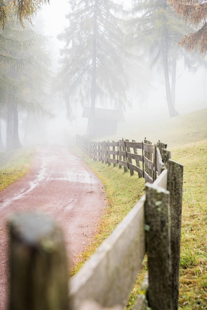 Forest Pathway